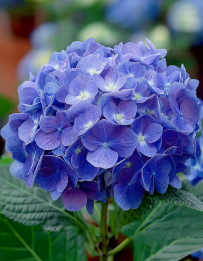 sininen aedhortensia