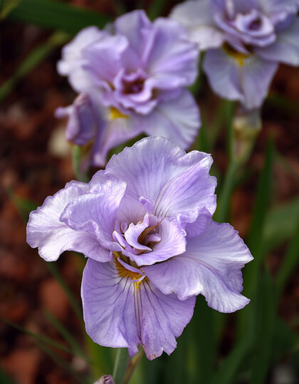Siperian voikukka 'Pink Parfait'