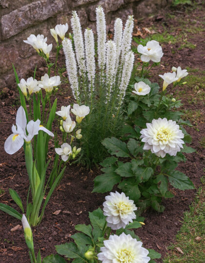 valkoiset kesäkukat