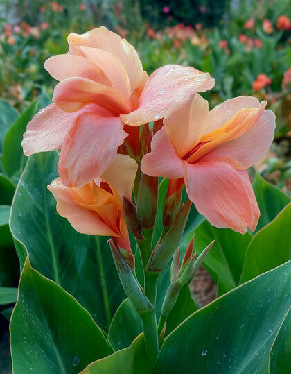 kanna persikka poskipuna