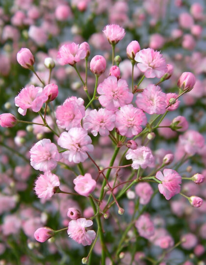 vaaleanpunainen gypsofila