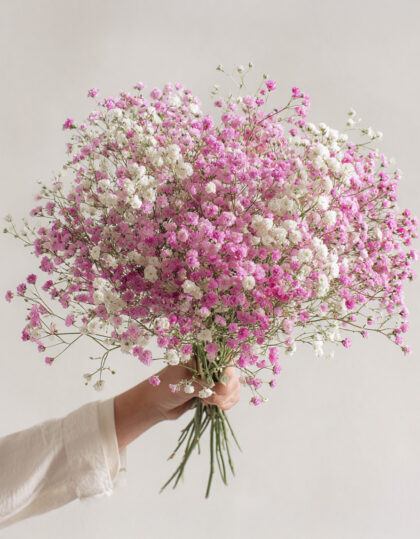 Kipsikukkasarja: vaaleanpunainen ja valkoinen