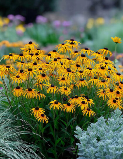 Aurinkohattu ‘Little Goldstar’