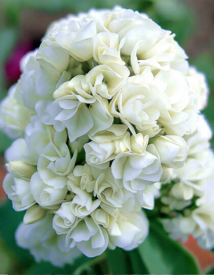 täysrasvaiset flokit