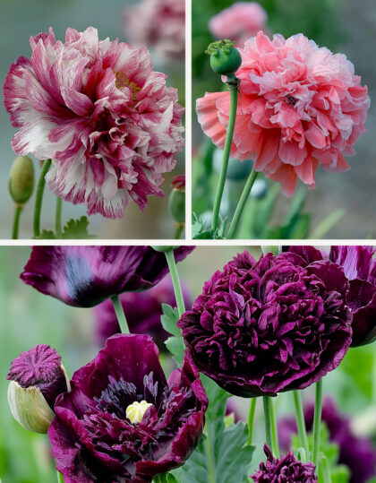 Siitepöly unikonsiemenet