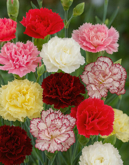 Aednelk ‘Chabaud’