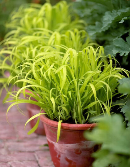 Salaatti ‘Aureum’