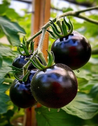 Tomaatti ‘Blackball’