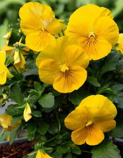 Kannike ‘Coronation Gold’