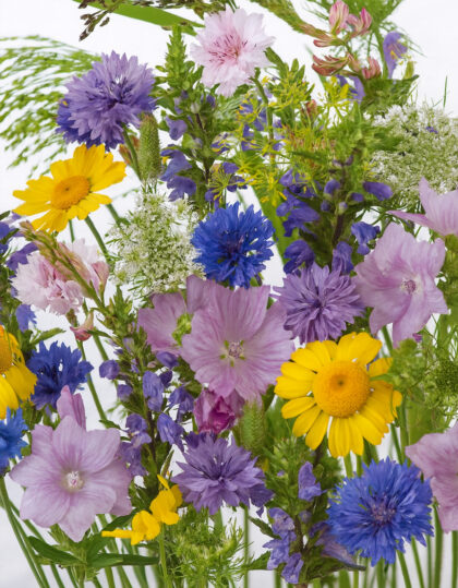 Kukkasiemenseos hyttysten ja punkkien karkottamiseen