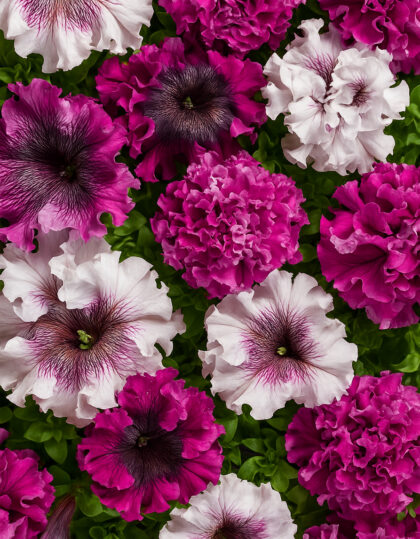 Petuunian siemenet ‘Černý's Triumph’