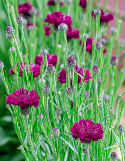 Punainen ruiskaunokki ‘Red Ball’