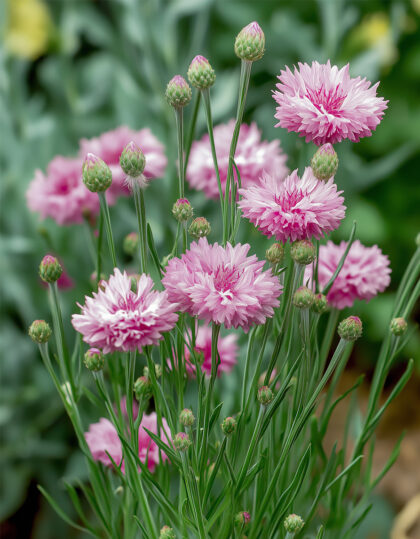 Vaaleanpunainen ruiskaunokki