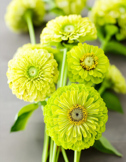 vihreä morsiamen olki