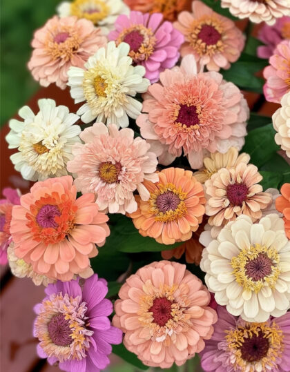 zinnia pastelli