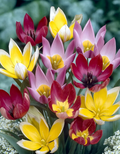 Matala tulppaanisekoitus 10kpl