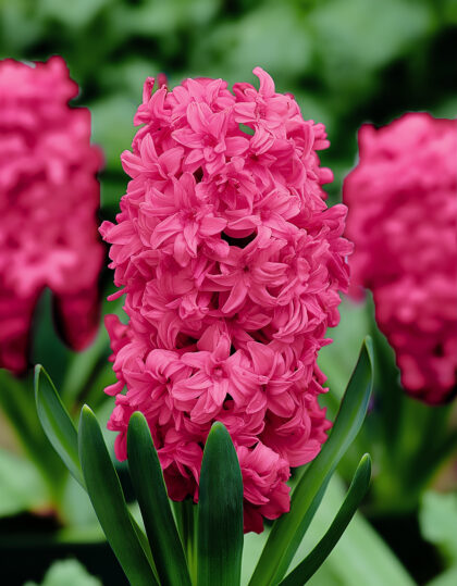 täyteläinen vaaleanpunainen hyasintti