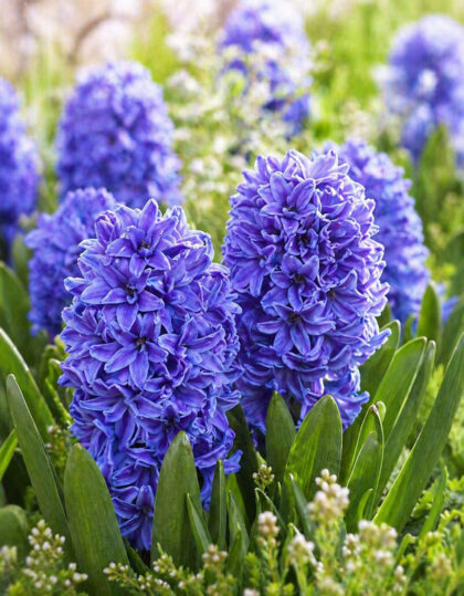 Kerrannainen hyasintti ‘Double Crystal Palace’ 2 kpl