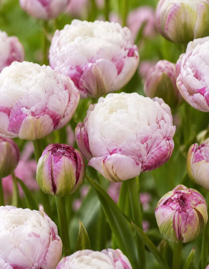 Kerrannainen tulppaani ‘Double Surprise’5 kpl