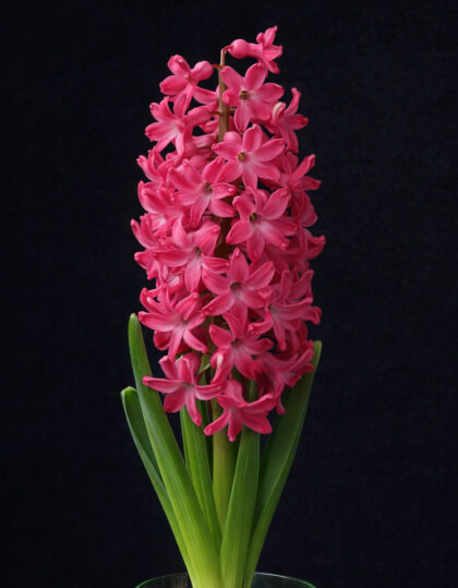 Hyasintin sipulit ‘Jan Bos’ 3kpl