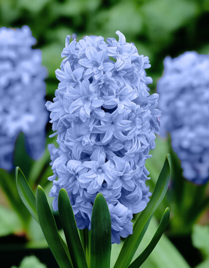 Tuplalehtinen sininen hyasintti