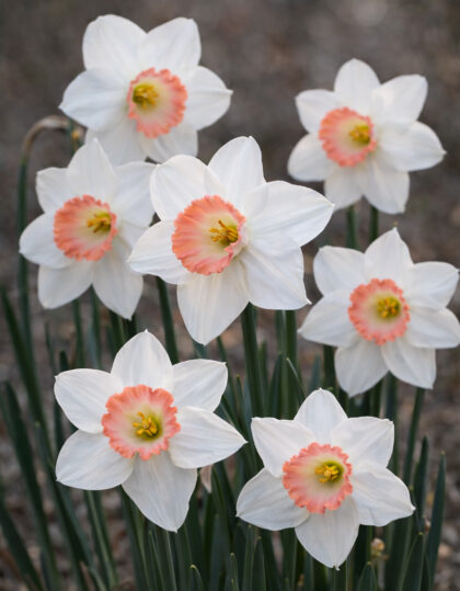 Narsissin sipulit ‘Pink Charm’ 5kpl