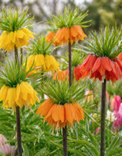 püvilillede sibulad