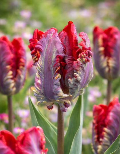 punainen papukaija tulppa