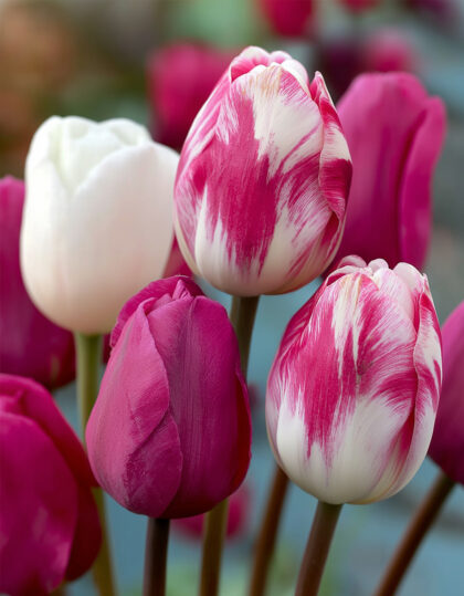 sekoitus vaaleanpunaisia tulppaaneja