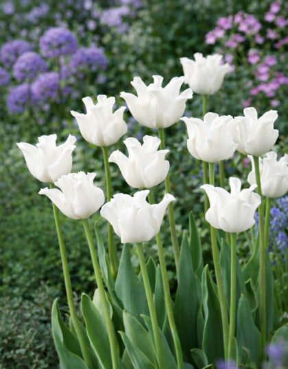 Kruunutulppaani ‘White Liberstar’ 5kpl