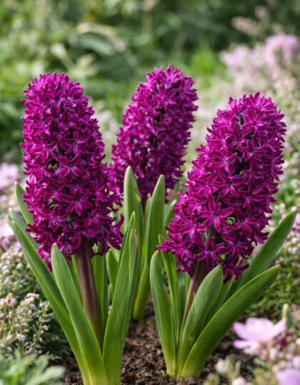 Hyasintin sipulit ‘Woodstock’ 3kpl