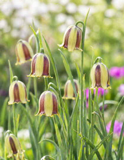 Fritillaria acmopetala 5 kpl