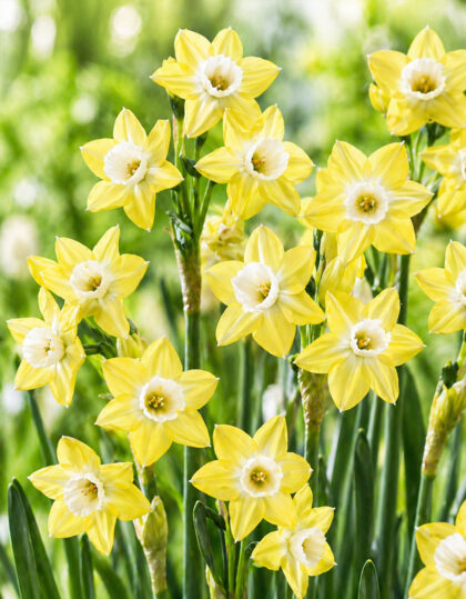 Jonkilla narcissus
