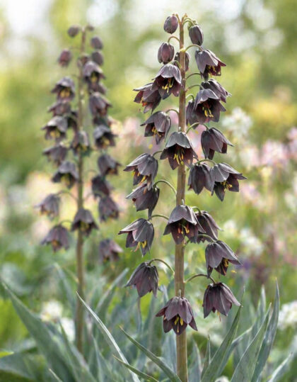 Persianpikarililja (Fritillaria persica)