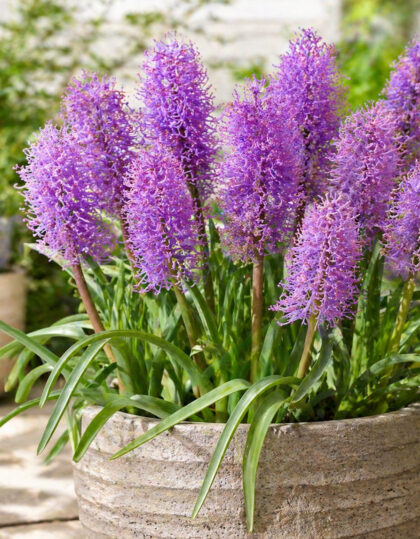 Höyhenhelmililja ‘Plumosum’ 10 kpl