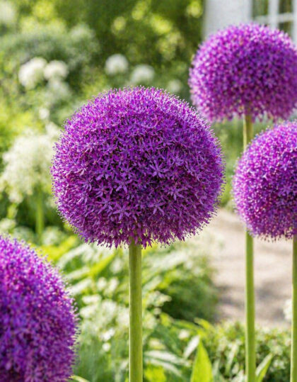 Laukka ‘Ambassador’