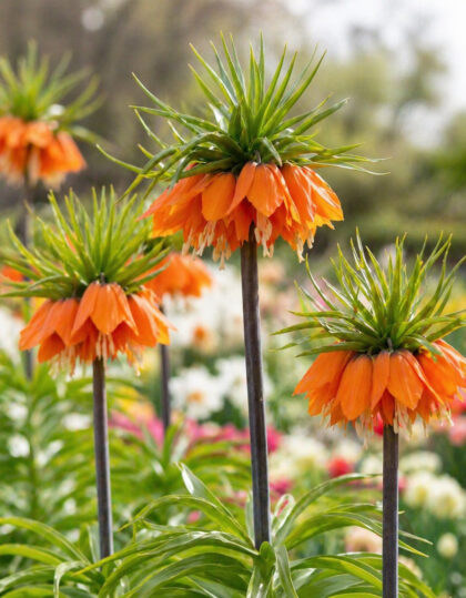 Keisarinpikarililja ‘Aurora’