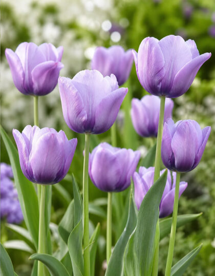 Myöhäinen tulppaani ‘Bleu Aimable’ - 5kpl