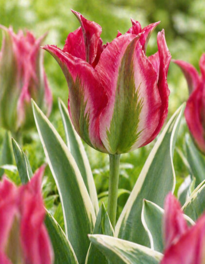 Viridiflora-tulppaani ‘Esperanto’ 5 kpl