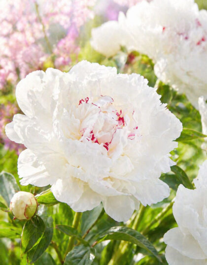 Pioni ‘Festiva Maxima’: 2–3 silmua