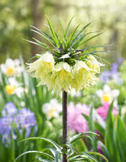 Pikarililja ‘Raddeana’