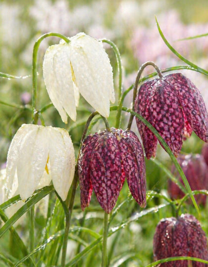 Kirjopikarililja (Fritillaria meleagris) mix 10 sipulia
