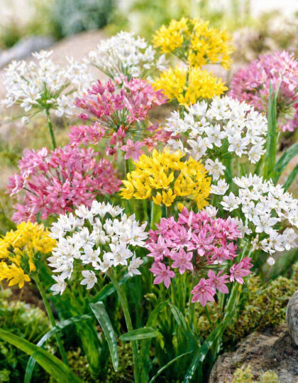 Koristelaukkaseos ‘Species Mix’ 20 kpl