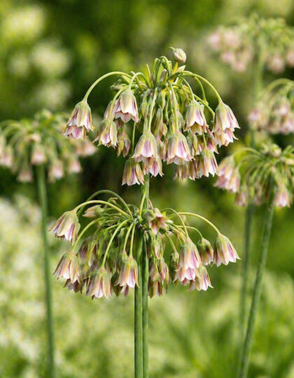 Sisilianlaukka (Allium siculum) 10 kpl