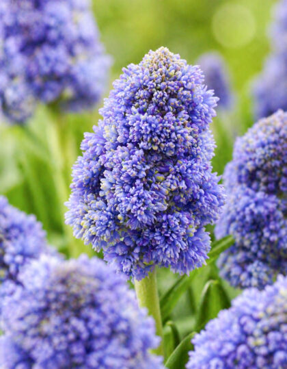 Helmililja ‘Fantasy Creation’ 10 kpl