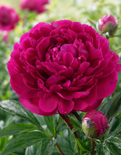 Pioni ‘Victoire de la Marne’