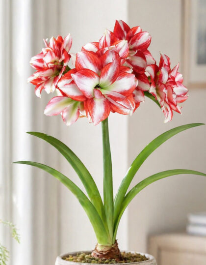 Amaryllis ‘Double Galaxy Exotic Peacock’