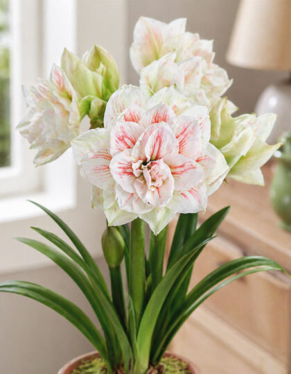 Amaryllis ‘Nymph’