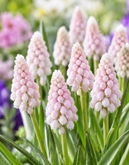 Muscari ‘Pink Sunrise’ 25 kpl