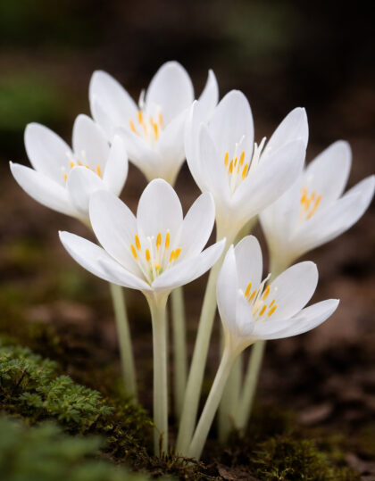 valkoinen syksyn kukka